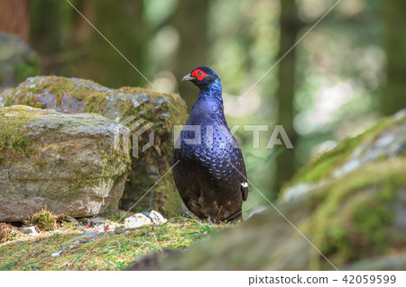 帝雉,台灣帝雉,黑長尾雉 帝雉,台灣帝雉,黑長尾雉 42059599