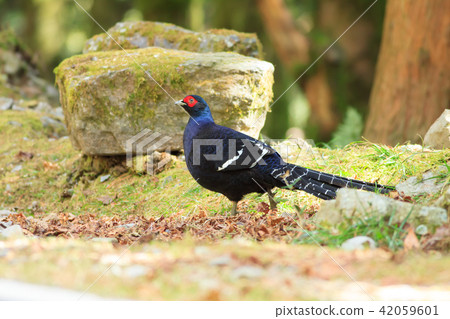 帝雉,台灣帝雉,黑長尾雉 帝雉,台灣帝雉,黑長尾雉 42059601