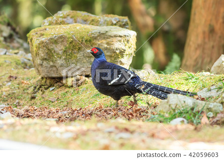 帝雉,台灣帝雉,黑長尾雉 帝雉,台灣帝雉,黑長尾雉 42059603