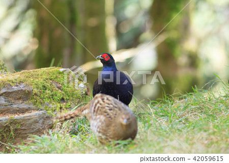 帝雉,台灣帝雉,黑長尾雉 42059615