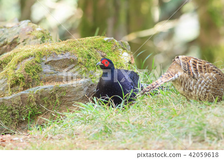 帝雉,台灣帝雉,黑長尾雉 42059618