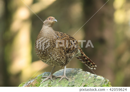 帝雉,台灣帝雉,黑長尾雉 42059624