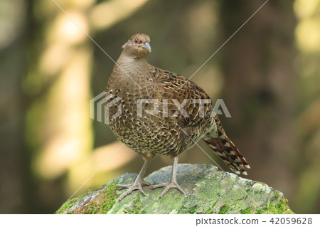 帝雉,台灣帝雉,黑長尾雉 帝雉,台灣帝雉,黑長尾雉 42059628