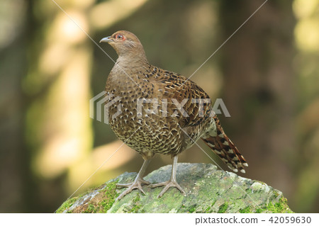 帝雉,台灣帝雉,黑長尾雉 帝雉,台灣帝雉,黑長尾雉 42059630