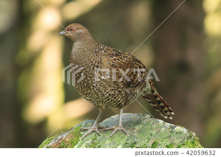 帝雉,台灣帝雉,黑長尾雉 42059632