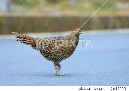 帝雉,台灣帝雉,黑長尾雉 42059633