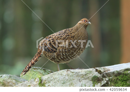 帝雉,台灣帝雉,黑長尾雉 42059634