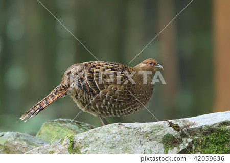 帝雉,台灣帝雉,黑長尾雉 42059636