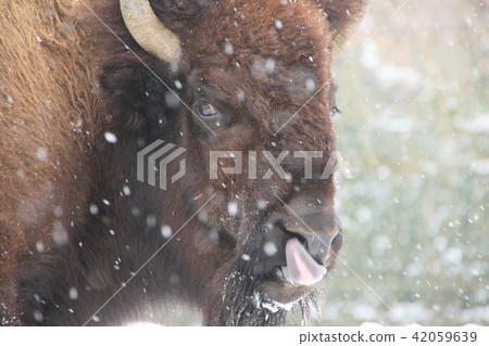 美洲野牛 42059639