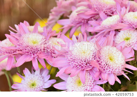 Clove chrysanthemum 42059753