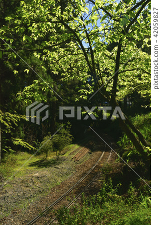 嘉義縣 阿里山鄉 阿里山森林遊樂區 阿里山森林鐵路 森林 阿里山國家風景區 42059827