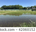 Rice field and blue sky 42060152