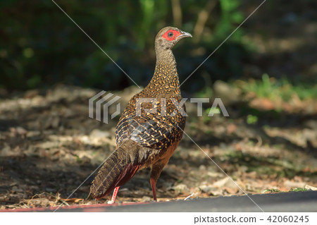 藍腹鷴,藍鷴,台灣藍鷴 42060245