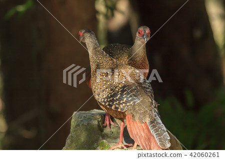 Blue-bellied pheasant, blue dragonfly, Taiwan blue dragonfly 42060261