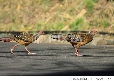 Blue-bellied pheasant, blue dragonfly, Taiwan blue dragonfly 42060262