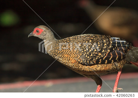 藍腹鷴,藍鷴,台灣藍鷴 42060263