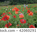 Poppy field 42060291