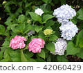Colorful hydrangea 42060429