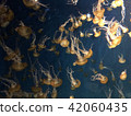 Jellyfish shaking jellyfish 42060435