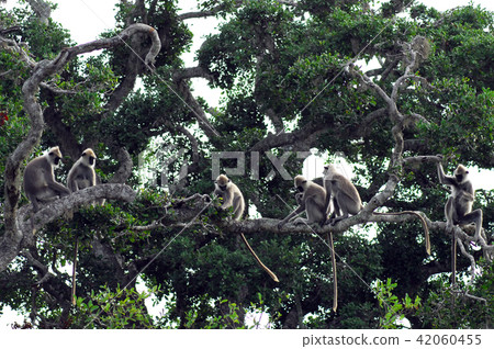 Monkey Sri Lanka Monkey Sri Lanka 42060455