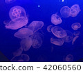 jellyfish  42060560