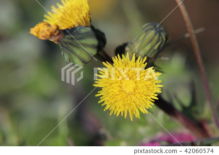 Oninagi花 42060574