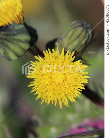 Flower of Oninagi 42060575