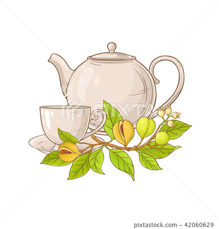 nutmeg tea illustration nutmeg tea illustration 42060629