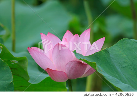 荷,荷花,蓮 42060636