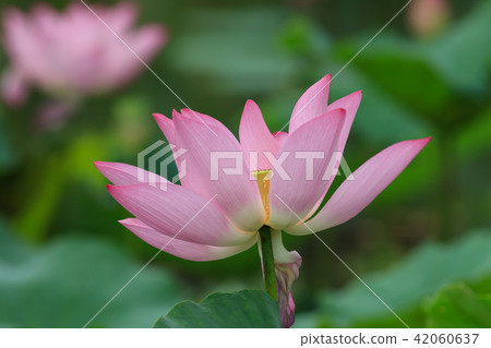荷,荷花,蓮 42060637