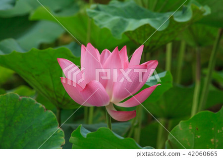 Lotus, lotus, lotus Lotus, lotus, lotus 42060665