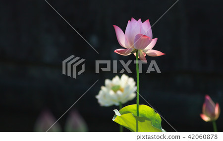Lotus, lotus, lotus Lotus, lotus, lotus 42060878