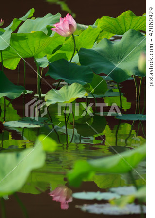 Lotus, lotus, lotus Lotus, lotus, lotus 42060929