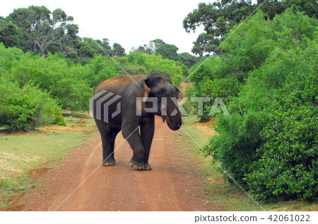 Elephant at Bundala National park Sri Lanka Elephant at Bundala National park Sri Lanka 42061022
