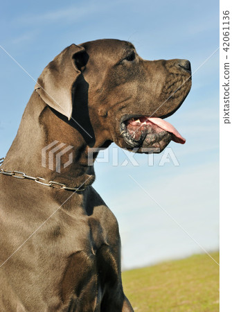 head of great dane 42061136