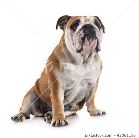 english bulldog english bulldog 42061156