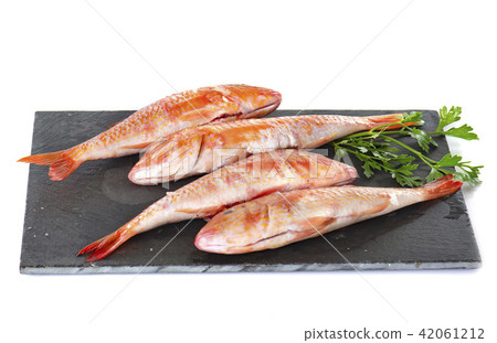 Red mullet in studio 42061212