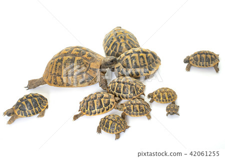 Hermanns Tortoise and baby turtles 42061255