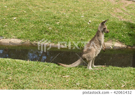 Eastern grey kangaroo in the zoo. Australia. Eastern grey kangaroo in the zoo. Australia. 42061432