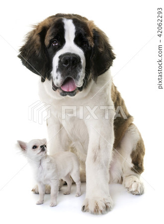young saint bernard and chihuahua 42062293