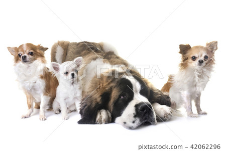 young saint bernard and chihuahua young saint bernard and chihuahua 42062296