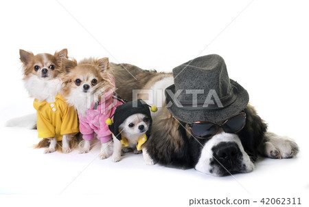 young saint bernard and chihuahua 42062311