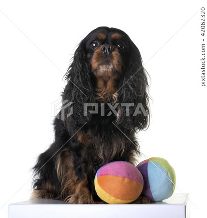 cavalier king charles 42062320