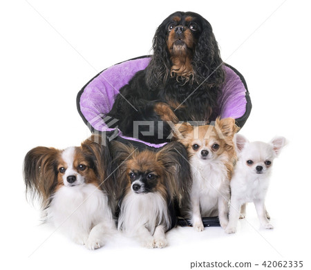 Papillon and cavalier king charles spaniel cheap
