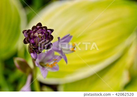 Garden purple hosta flower with yellow leaf 42062520