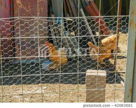 Three chickens walking on yard of the hennery Three chickens walking on yard of the hennery 42063081