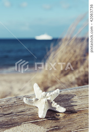 starfish on a tree trunk on the beach starfish on a tree trunk on the beach 42063736