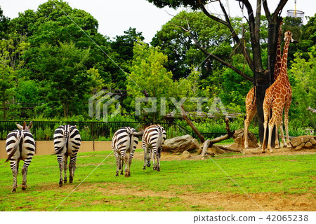 斑馬 斑馬 42065238