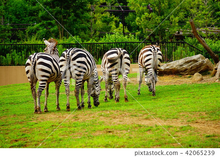 斑馬 斑馬 42065239