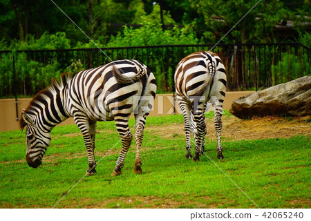 zebra  42065240